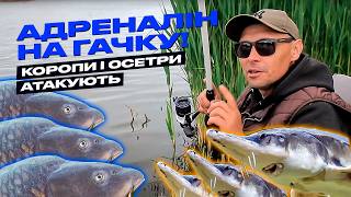 🎣 ЛЮТІ КЛЮВАННЯ КОРОПІВ ТА ОСЕТРІВ! Ловля на матчеве вудлище - шалені емоції, покльовки і поради!