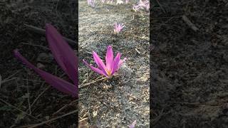 Colchicum montanum L. (quitameriendas) 22/9/24