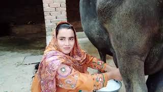 Buffalo Milking Live ll Milking by Hand ll Village Girls Life