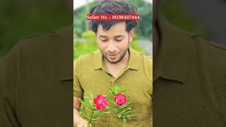 Adenium plants online sell