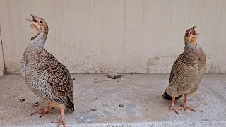 Teetar | Teter | Patriage | Francolin