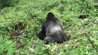 Sex on the slopes - mountain gorillas slither down slope while mating.