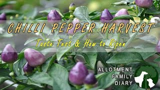 Chilli Pepper Harvest, Tasting & How to Ripen