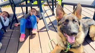 Sounder the GSD Puppy's Spokane Board & Train