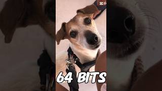 64 bits… #funny #foryou #dog #comedy