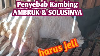 PENYEBAB KAMBING BUNTING AMBRUK DAN SOLUSINYA || NM FARM