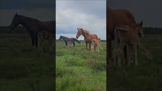 Mares With Super Cute Foals In The New Forest - Relaxing Nature Sounds