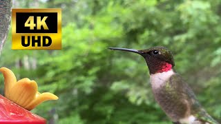 Amazing Hummingbirds No.2 - 4K 60fps - Sound and close-up feeding