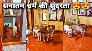 Sanatan Dharma ki Sundarta 😍😍 / गव माता 🚩 / cute cows video / cute small cow in home #cow #hindu