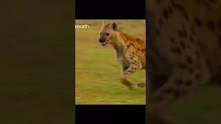 Hyena Accidentally Saved Impala From Leopard #hyena #impala #leopard #wildanimals #animals #shorts