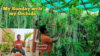 My Sunday vlog with my orchids @SandipOrchid #phaius #tankervilleae #orchid #potting #cattleya