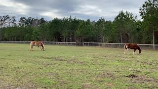 Halflinger Draft Horse joins the herd