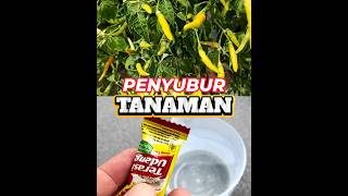 Terasi bisa menyuburkan tanaman?!