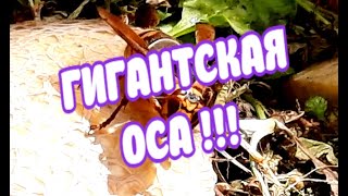 ГИГАНТСКАЯ ОСА! ШЕРШЕНЬ У НАС НА ДАЧЕ | Vespa crabro