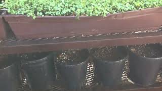 Fast Growing Radish Micro Greens In Outdoor Metal Grate Nursery Rack Shaded By Fruit Tree Canopy