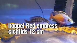 Koppel Red empress cichlids 12 cm