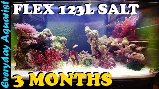 Fluval Flex 123l 32.5G SALTWATER Aquarium | 3 MONTH UPDATE