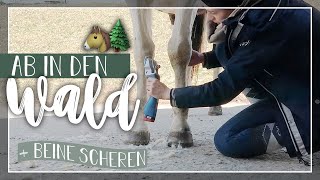 Ab in den WALD 🌲🌳 | Beine scheren | Die Stehzeit ist VORBEI 🎉 // A&G HorseDiary