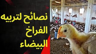 نصائح لتربيه الفراخ البيضاء (الدجاج الرومي)