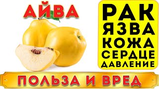 АЙВА - ПОЛЬЗА И ВРЕД (ЭТОТ ПЛОД "ПРАРОДИТЕЛЬ МАРМЕЛАДА" СИМВОЛ ЧИСТОТЫ И БЕЗУПРЕЧНОГО ЗДОРОВЬЯ)