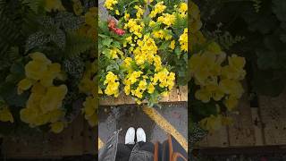 a rainy plant shopping day ☂️ #plantshopping #minivlogs #plants