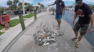 Most Satisfying Traditional Cast Net Fishing Video - Catching 100s of Fish, Fort Lauderdale, Florida