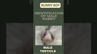 identification of male rabbit #youtubeshorts #pet #cute #bunnys #animal #bunny