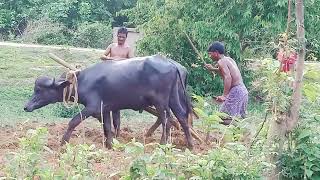 নতুন মহিষ দিয়ে চাষের অনুশীলন করা হচ্ছে। আপনারা দেখুন কীভাবে মহিষ গুলো ধীরে ধীরে বসে আসছে