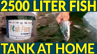 2500 liter Biofloc Fish  (Pangasius) Tank Instal at Home by Assammak Farm