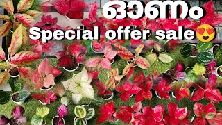 ഓണം special offer sale😍/വിലകുറവിൽ aglonima ചെടികൾ/Malayalam