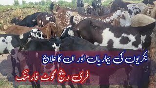 Free Range Goat farming | Goat farming | bakriyon ki bimariyan | Diseases of Goats | goat business