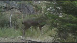 Wild Authentic Stag Party