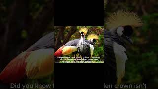 Facts about grey crowned cranes #facts #animals #animal #wildlife #cranes #greycrownedcrane