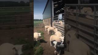 Pet lambs out