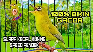 SUARA KECIAL KUNING SPEED PENDEK PANCINGAN AMPUH AGAR BUNYI