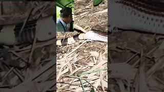 Rắn hổ hành rất hiền thích ăn các loại rắn cực độc #shortvideo #snake