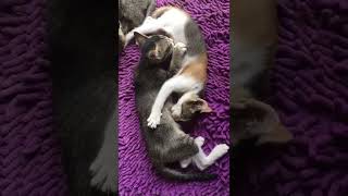 What the F**K #funnyvideo #viral #shorts #animals #cat #petlovers ##catlover