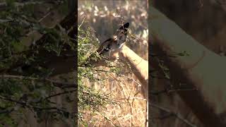 Springbok in Kruger National Park, South Africa.