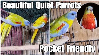 Turquoise Parrot - Apartment Friendly, Quiet Parrots for Beginners  || All About Pets (Hindi)