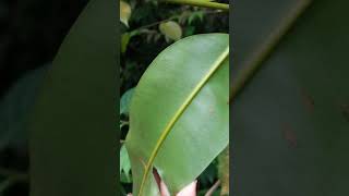 Malpighiales. Calophyllaceae. Calophyllum teysmannii. Borneo.