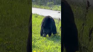 Black bear near the Lake Louise #explore #canadianrockies