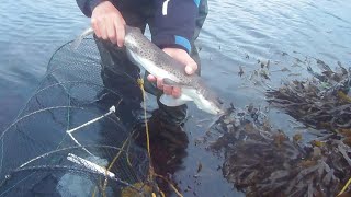 Small-Spotted Catshark/Dogfish Caught In My Trap