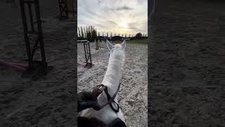 C’est partie pour l’entraînement #cheval #training #horse #entrainement #equitation #equestrianlife