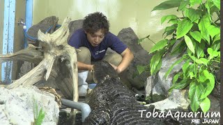 《鳥羽水族館》　ワニの給餌　(Feeding the American Alligator)