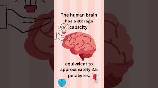 "Unveiling the Mind's Marvel: Your Brain's Astonishing 2.5 Petabyte Storage Capacity"