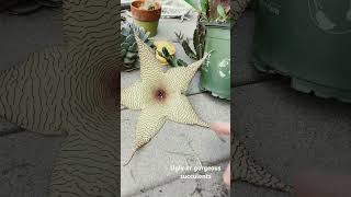 Weird Succulents stapelia ugly or gorgeous #plants #succulents #realestate #joy