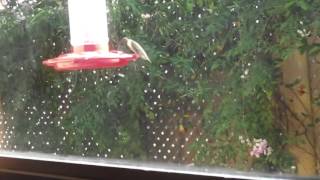 Humming Bird 2015 1103 music