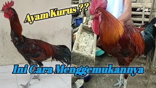 CARA MEMBUAT GEMUK AYAM PELUNG