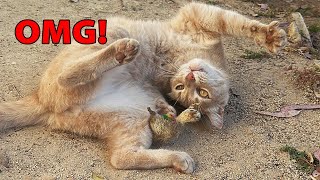 Feral Cat Goes INSANE Over Catnip Toy! OMG #cats #catnip