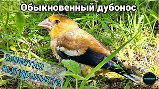 ОБЫКНОВЕННЫЙ ДУБОНОС. Coccothraustes coccothraustes. ЗАМЕТКИ НАТУРАЛИСТА